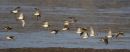 Snipe Flock!