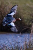 Wigeon_in_Flight