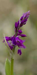 Early Purple Orchid