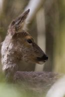 Roe Doe