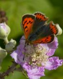Small_Copper_Butterfly_Feeding_On Bramble_Nectar