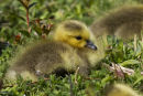 Canada Goose Gosling