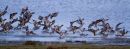 Wigeon in Panic