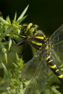 Golden-Ringed_Dragonfly_Perched_on_Gorse