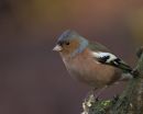 Male_Cock_Chaffinch