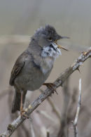 Whitethroat