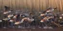 Canada_Geese_Flock_Flying