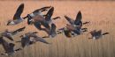 Canada_Geese_Flock_Flying
