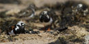 Turnstones