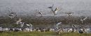 black tailed godwits