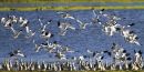 Avocet