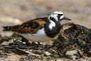 Turnstone