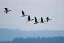 Canada Geese