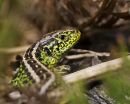 Sand Lizard
