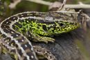 Sand Lizard