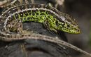 Sand Lizard
