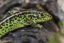 Sand Lizard