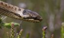 Smooth Snake