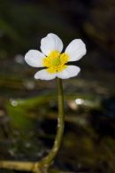 Common Water-crowfoot