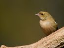 Female_Hen_Chaffinch