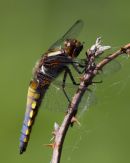 Male Broad Bodied-chaser