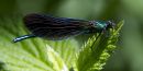 Male Beautiful Demoiselle