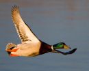Mallard_Drake_in_Flight