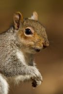 Grey_Squirrel