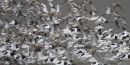 Avocets and Godwit