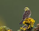 Yellowhammer