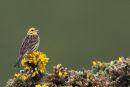 Yellowhammer