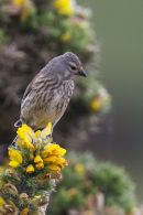 Female Linnet