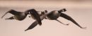 Flying_Flock_Canada_Geese