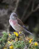 Linnet