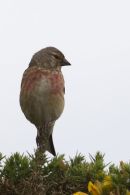 Linnet