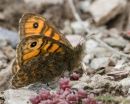 Wall Butterfly