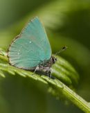 Green Hairstreak