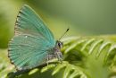 Green Hairstreak