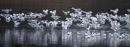 Arty Avocets
