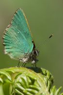 Green Hairstreak