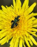 Oedemera Nobilis