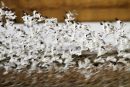 Arty Avocets