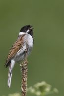 Reed Bunting