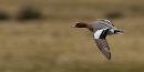 Wigeon Flying