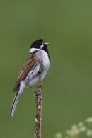 Reed Bunting