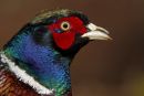 Cock Pheasant