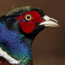 Cock_Pheasant