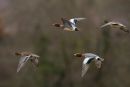 Wigeon in Flight