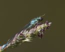 Feeding Blue-tailed Damselfly