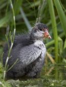Coot Chick